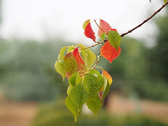 Autumn leaves with raindrops on a branch