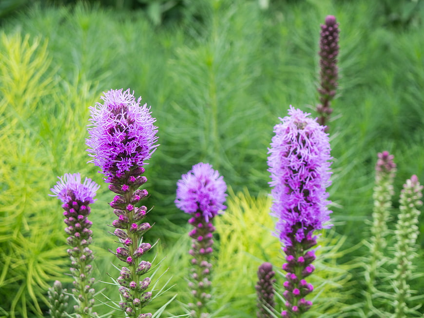 Purple Blazing Star Flowers in Green Garden