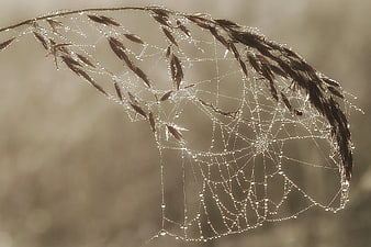 Dew-covered spider web on dried grass stalk
