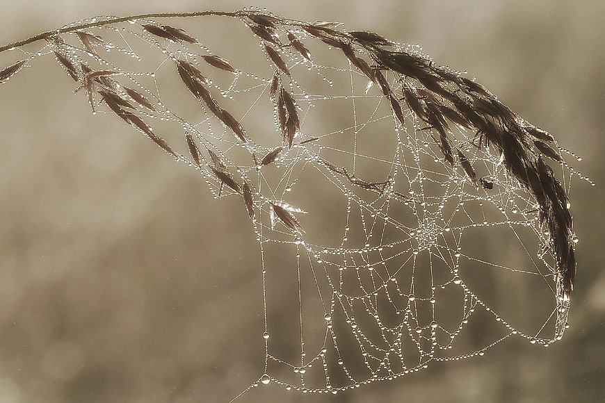 Dew-covered spider web on dried grass stalk