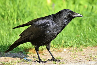 Black Carrion Crow Standing On Dirt Path With Green Grass Background