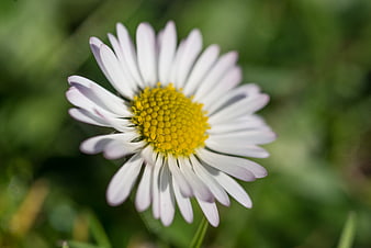 Close-up of a white daisy with yellow center on green background