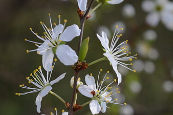 Close-up of white cherry blossoms on a branch