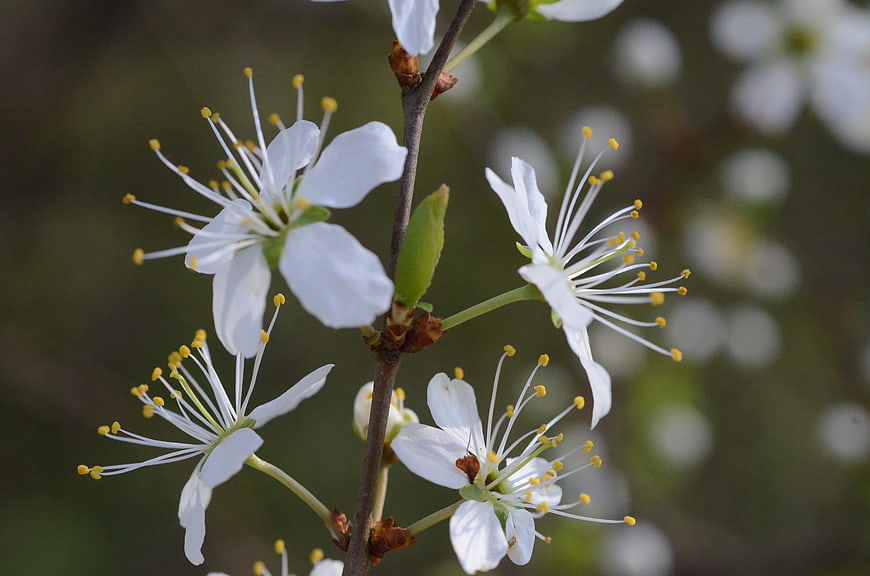 Close-up of white cherry blossoms on a branch