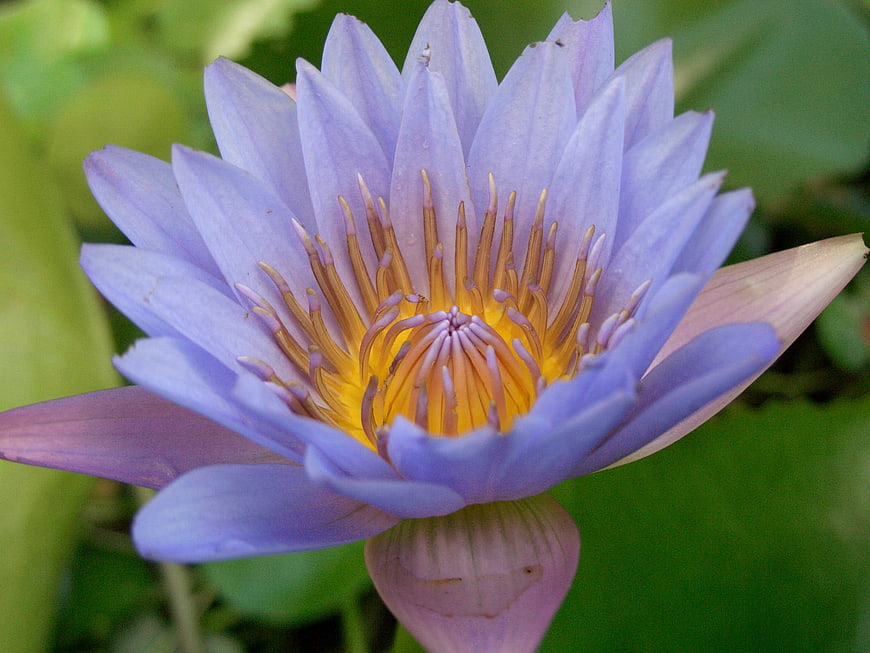 Close-up of a purple water lily with yellow center