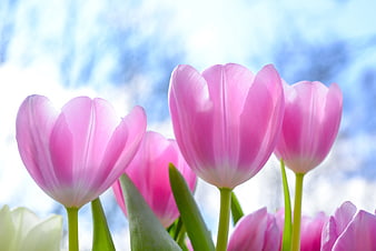 Pink Tulips Against Blue Sky and White Clouds