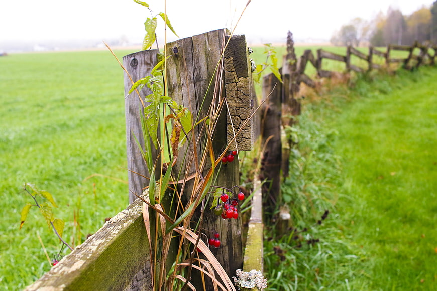 Rustic wooden fence with red berries in green field