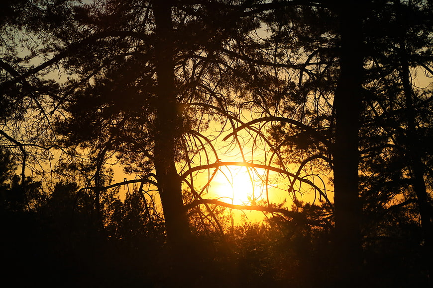 Golden sunset sunburst through pine tree silhouettes