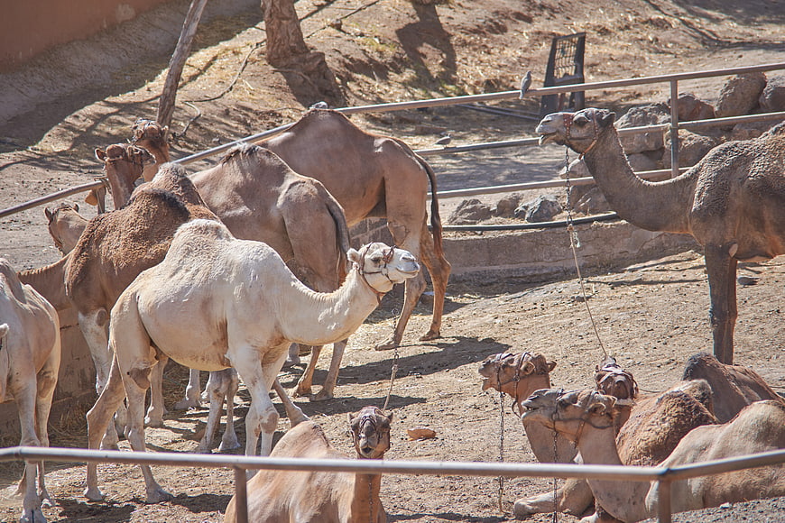 Herd of camels resting in a sunny desert enclosure