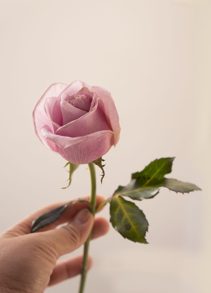 Hand holding a single pink rose against a soft beige background