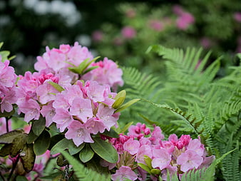Pink Rhododendron Flowers Blooming with Green Ferns