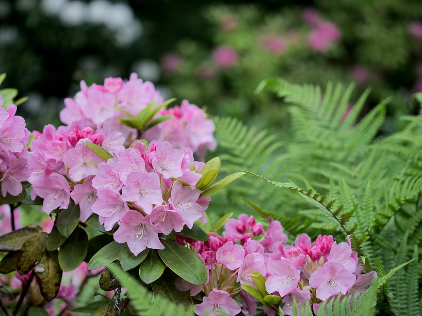 Pink Rhododendron Flowers Blooming with Green Ferns