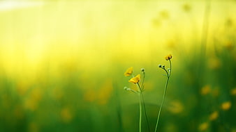 Yellow Buttercup Flowers in Green Meadow with Bokeh