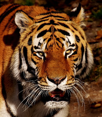 Close-up portrait of a fierce tiger head with intense gaze