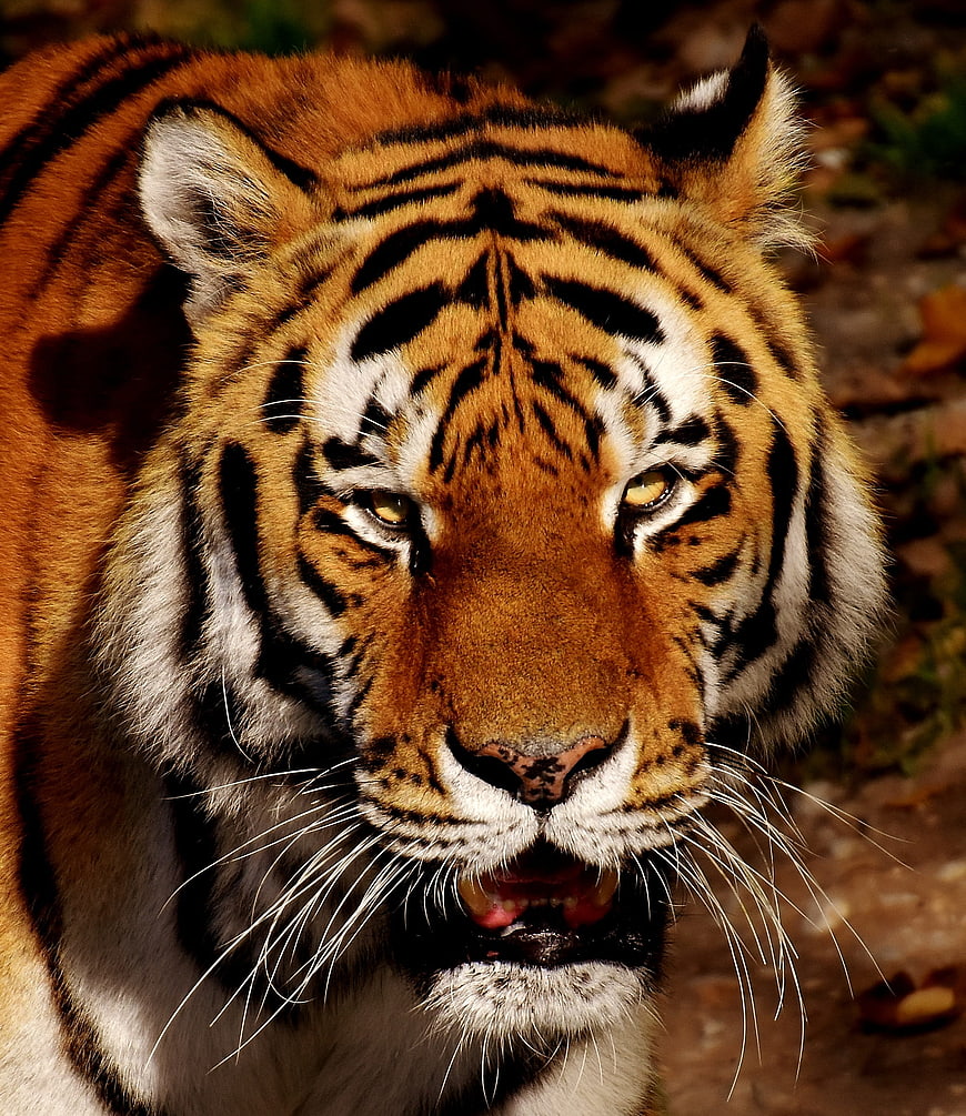 Close-up portrait of a fierce tiger head with intense gaze