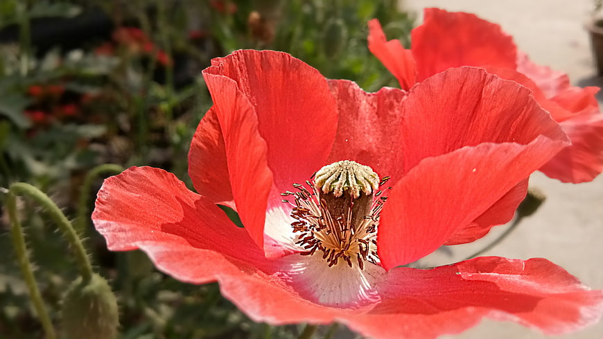 Close-up of vibrant red poppy flower in sunlight