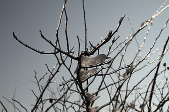 Frozen tree branches with ice coating against blue sky