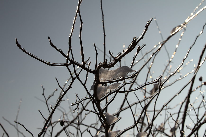 Frozen tree branches with ice coating against blue sky