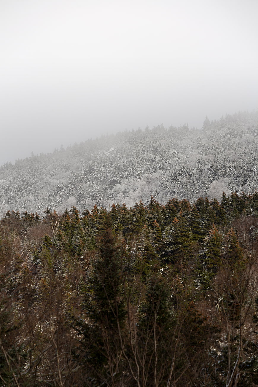 Snowy Mountain Forest Landscape in Winter Fog
