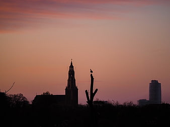 Silhouette of bird on tree against Groningen skyline at sunset