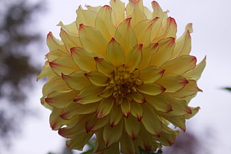 Close-up of yellow dahlia with red petal tips