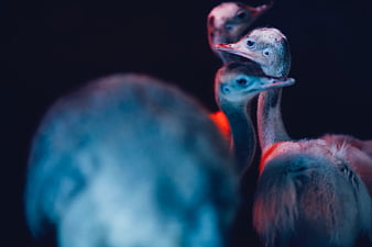 Emu Birds with Dramatic Blue and Red Lighting