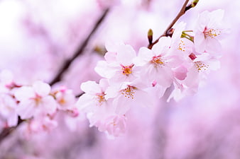 Soft Pink Cherry Blossoms Close Up With Blurred Background