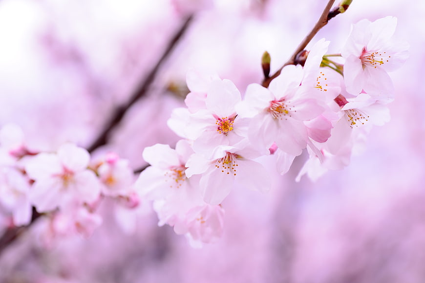 Soft Pink Cherry Blossoms Close Up With Blurred Background