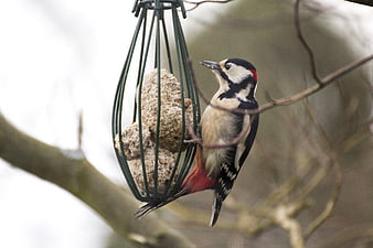 Great Spotted Woodpecker Feeding on Suet Block