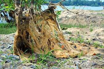 Exposed tree roots on rocky riverbank with blurred water background