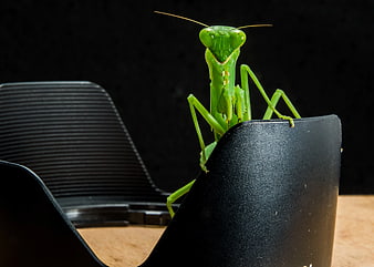 Green Praying Mantis on Black Object