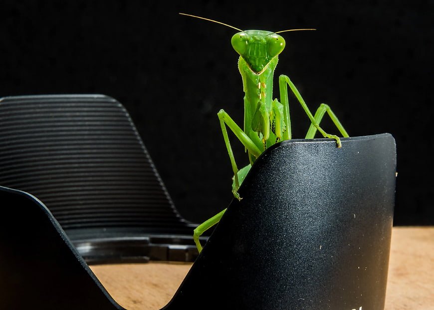 Green Praying Mantis on Black Object