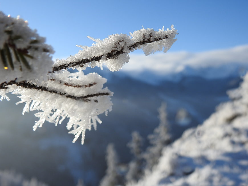 Frosty pine branch close-up with snowy mountain background