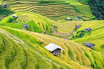 Golden Rice Terraces in Mu Cang Chai, Vietnam
