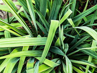 Close-up of vibrant green layered leaves in a garden