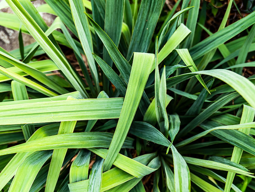 Close-up of vibrant green layered leaves in a garden
