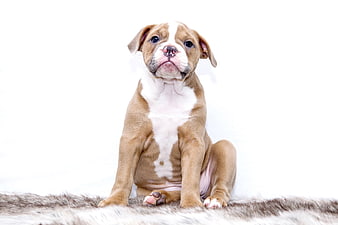 Cute brown and white bulldog puppy sitting on fur