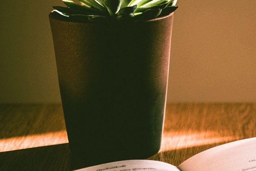 Succulent Plant in Pot with Open Book on Wooden Table