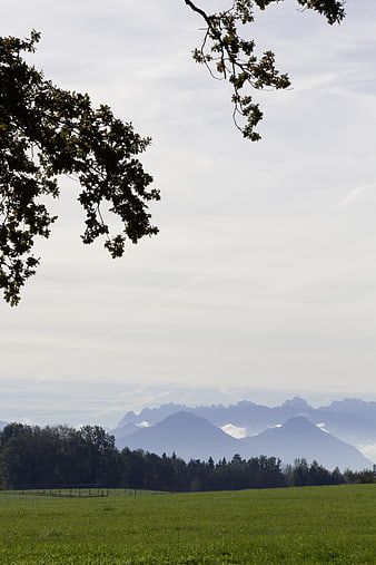 Serene Alpine Meadow with Distant Mountains and Oak Tree