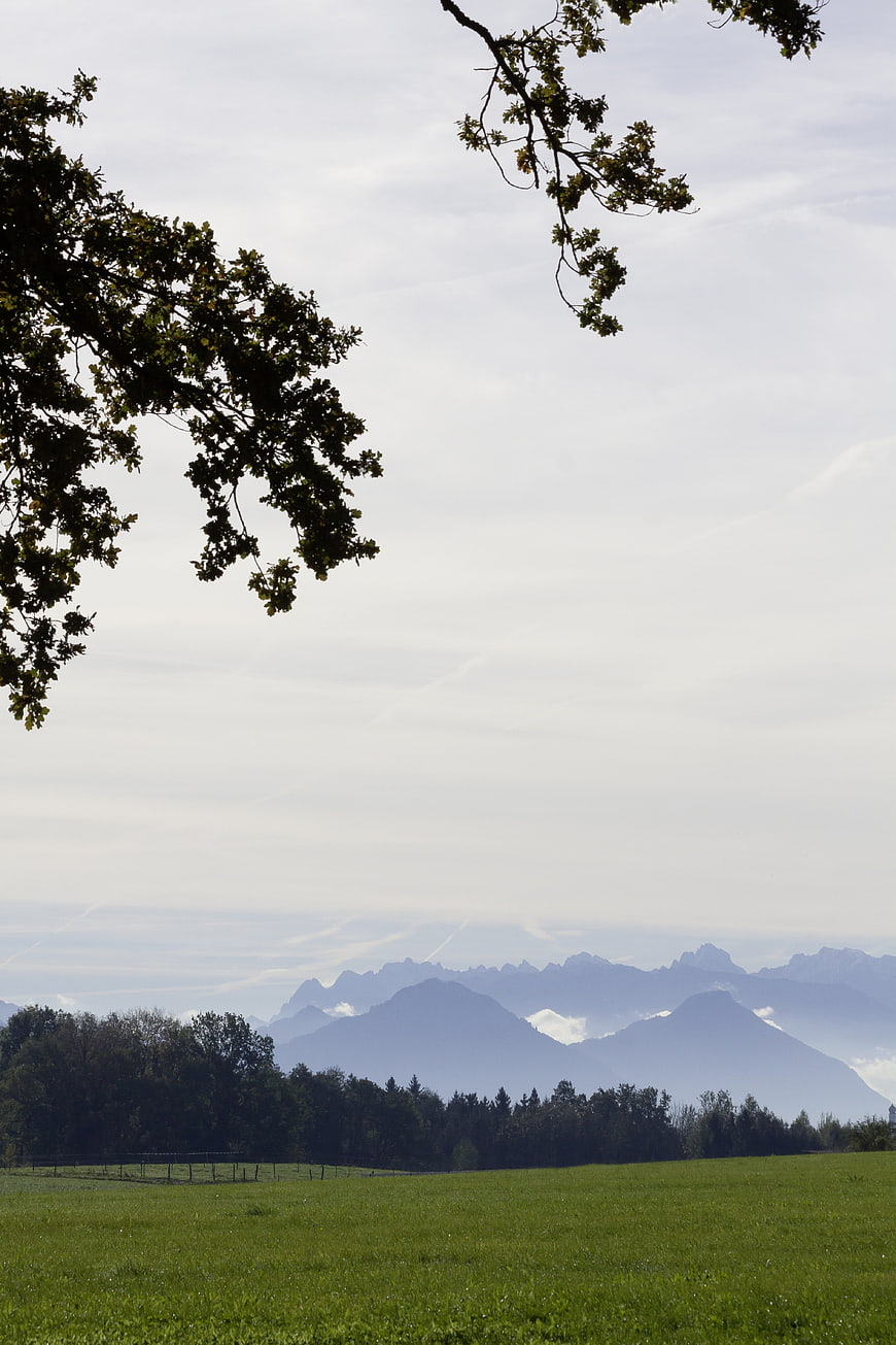 Serene Alpine Meadow with Distant Mountains and Oak Tree