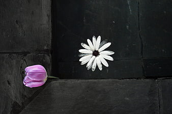 Pink Tulip and White Daisy on Dark Slate Background