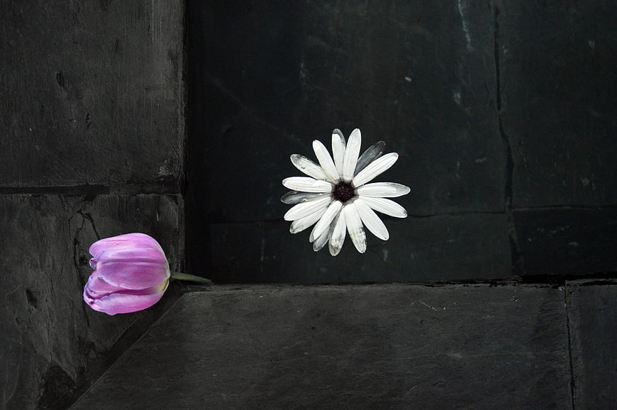 Pink Tulip and White Daisy on Dark Slate Background