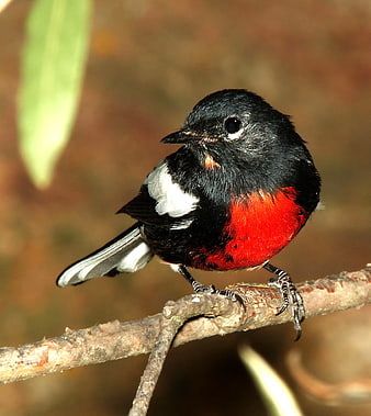 Close-up of a Red-breasted Flycatcher Perched on a Branch