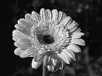 Black and white gerbera daisy with water droplets