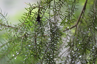 Close-up of green pine needles with raindrops