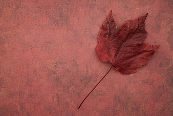 Red Maple Leaf on Textured Rustic Background