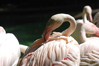 Close-up of pink flamingo preening feathers in sunlight