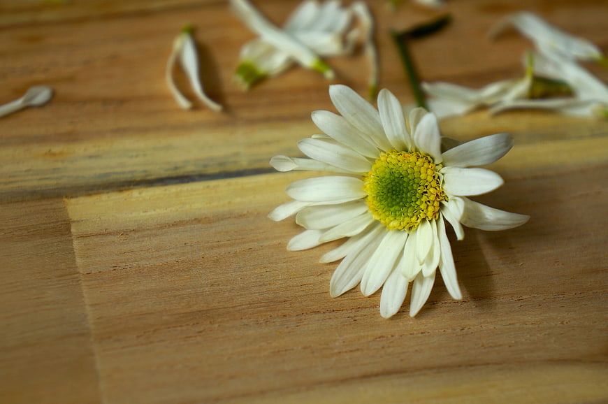 White Daisy on Wooden Table with Scattered Petals