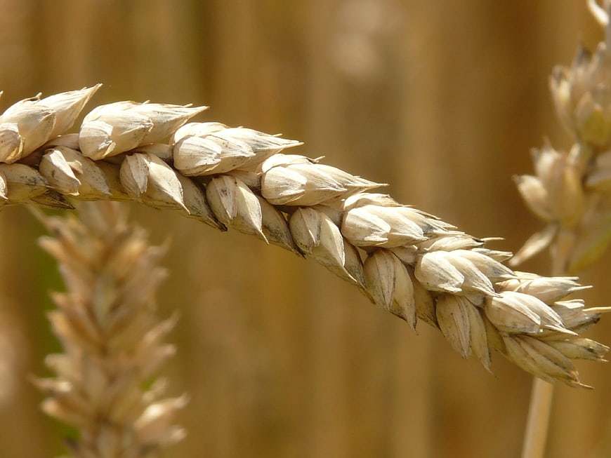 Close-up of Golden Wheat Ears in a Field