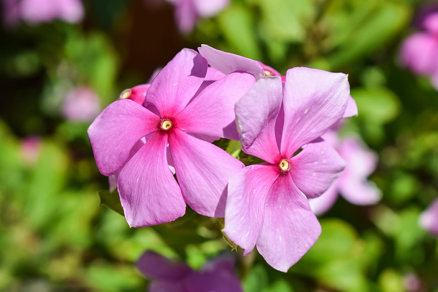 Close-up of vibrant pink phlox flowers in a garden